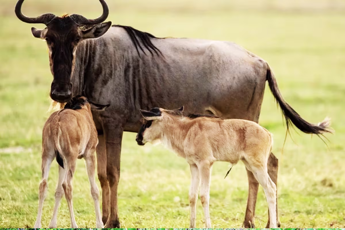 Wildebeest newborn calf Tanzania Ndutu calving