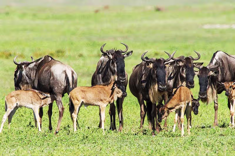 Calving Season in Ndutu: Africa's Greatest Birth Event