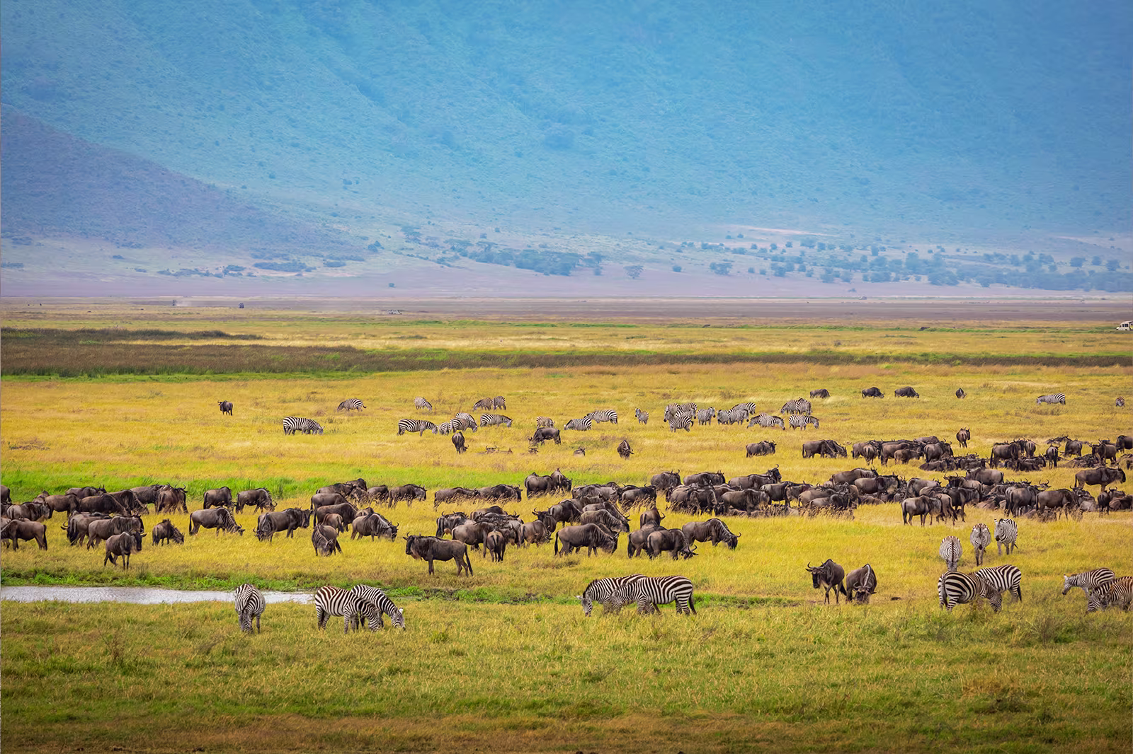 Wildebeest crossing Mara River Tanzania Serengeti