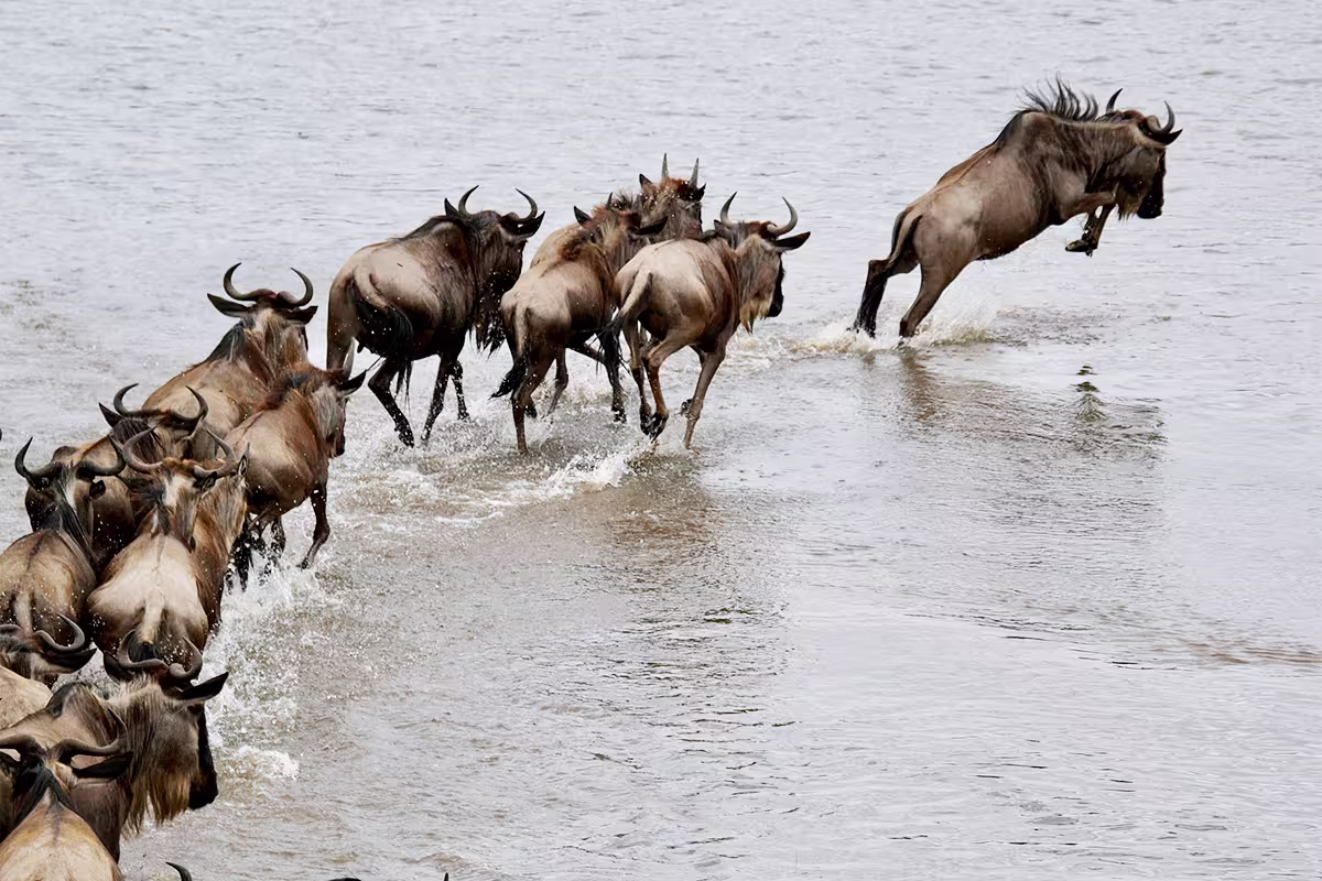 Wildebeest herds crossing Serengeti Tanzania