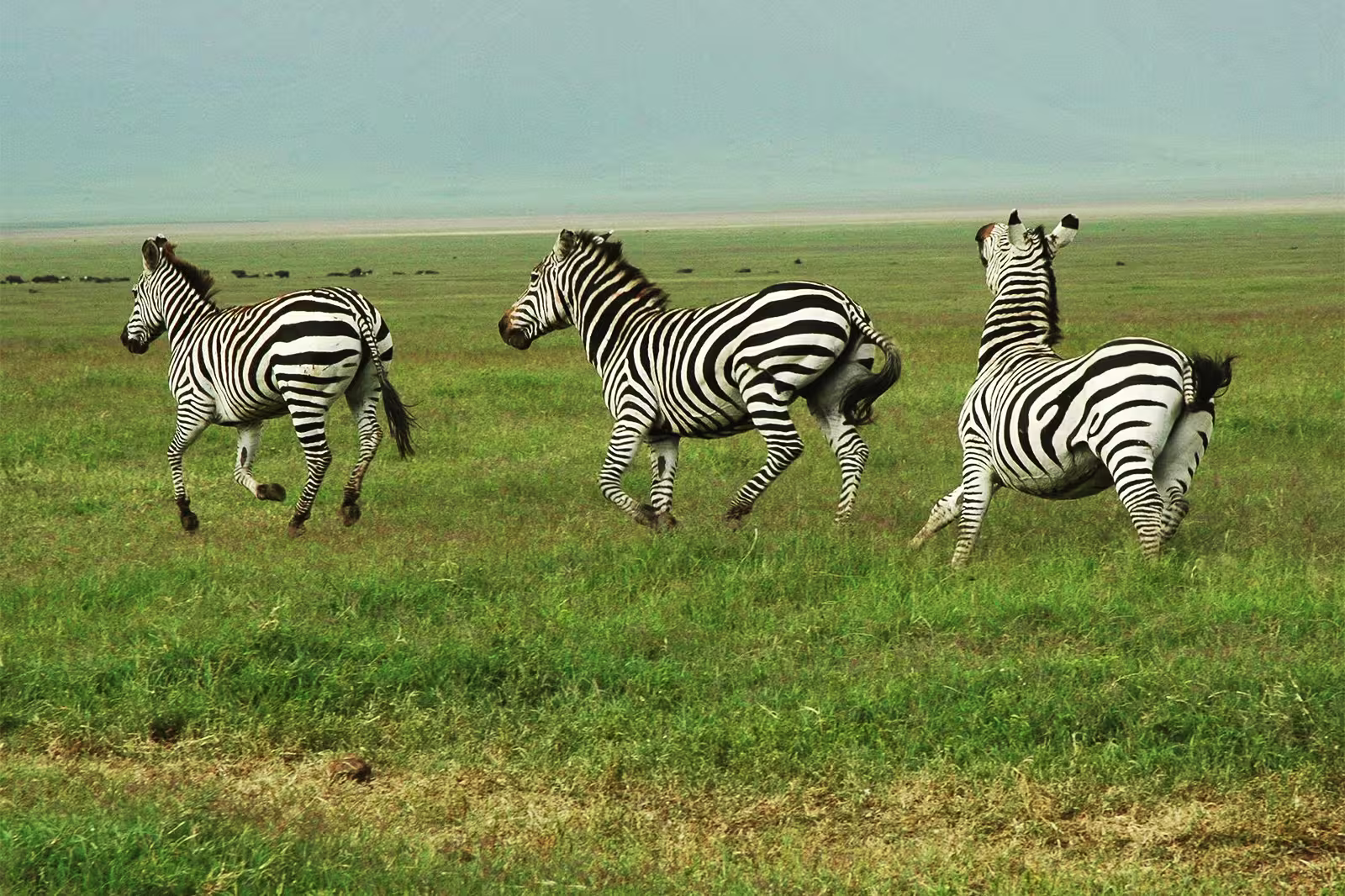 Ngorongoro Crater Tanzania wildlife UNESCO