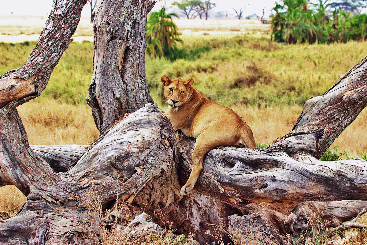 Lions Serengeti Tanzania