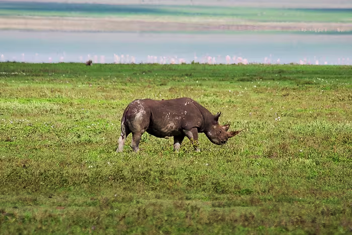 Ngorongoro Crater Tanzania