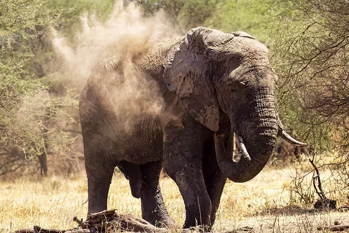 Tarangire National Park elephants