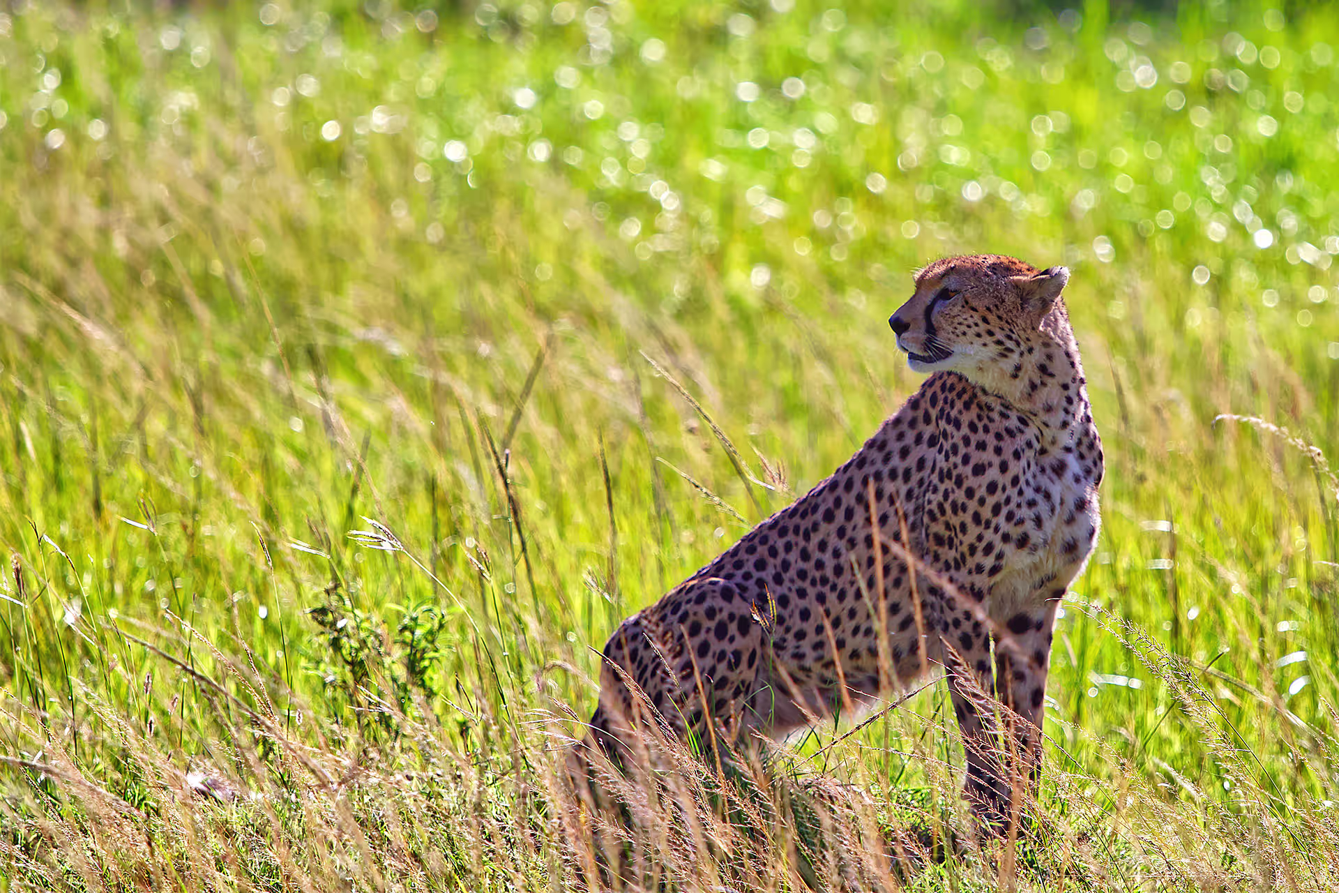 Serengeti plains at golden hour