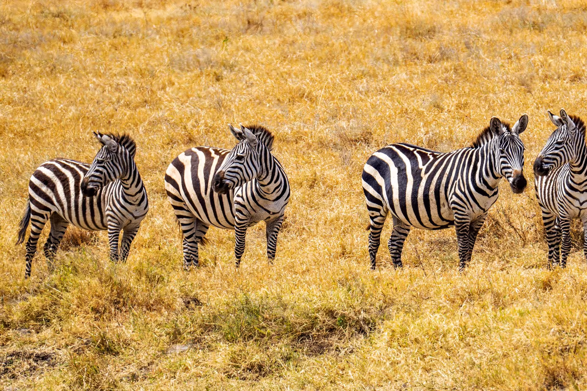 Ngorongoro Crater panoramic view Tanzania