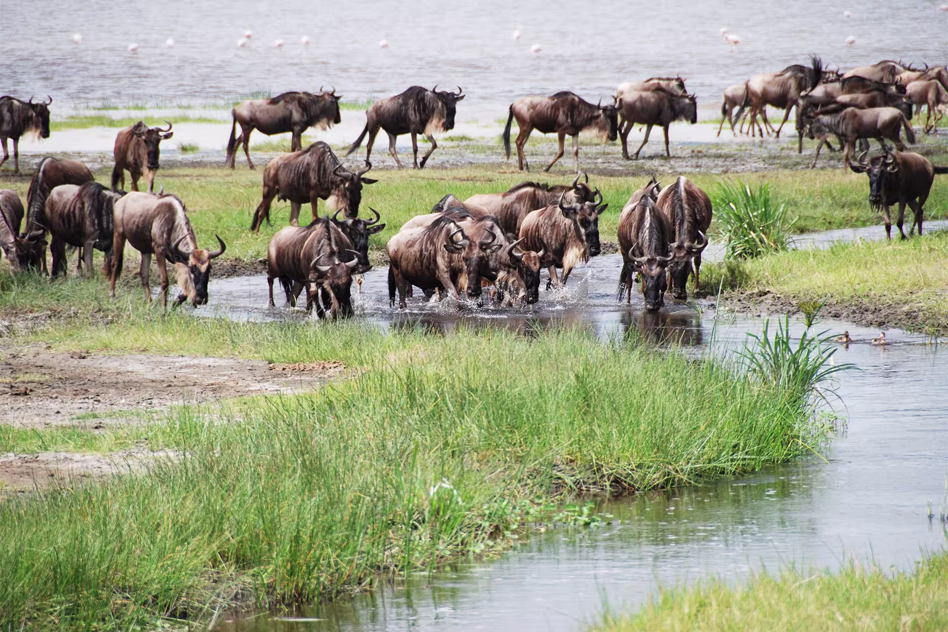 Wildebeest crossing Mara River Serengeti