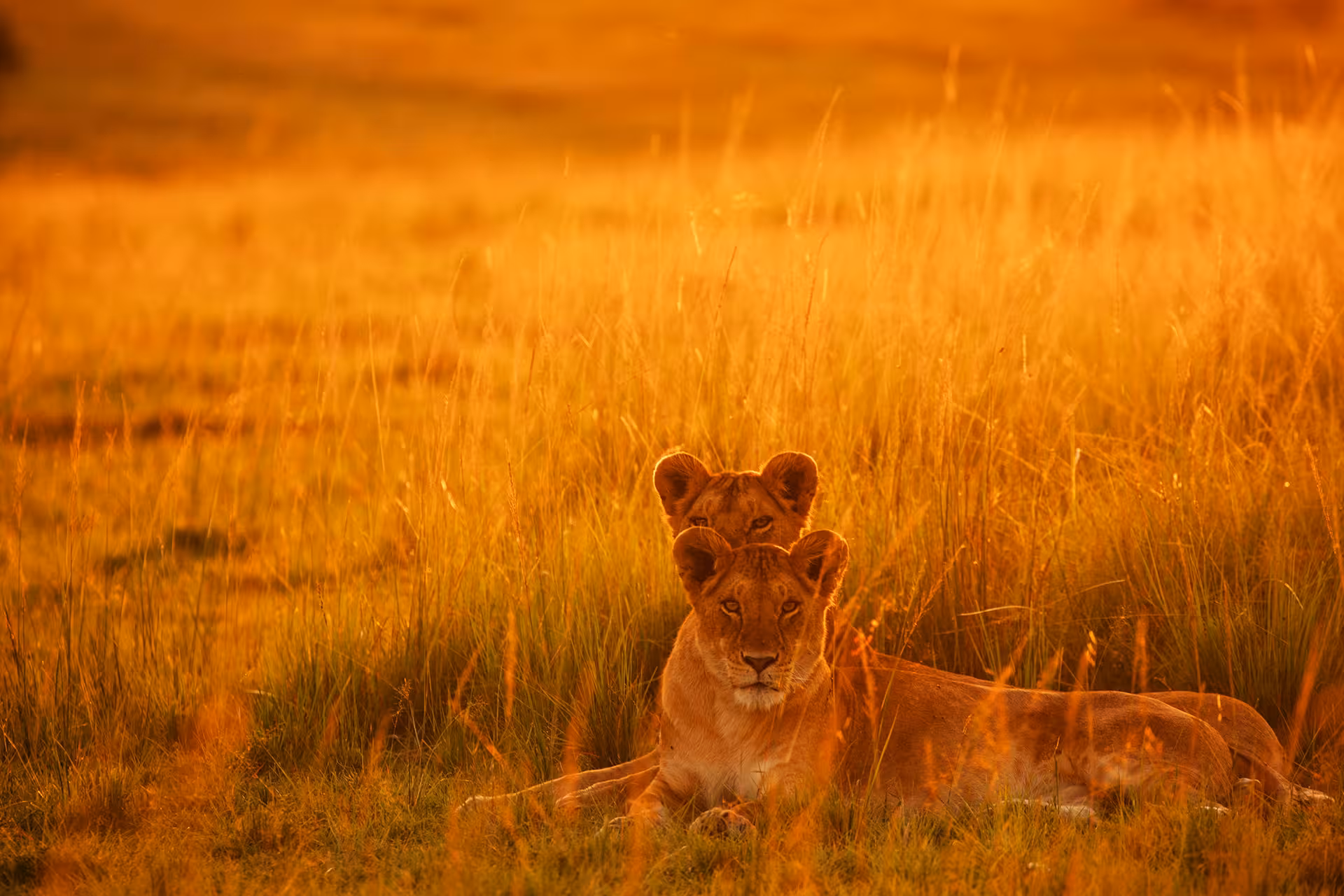 Serengeti aerial view Tanzania