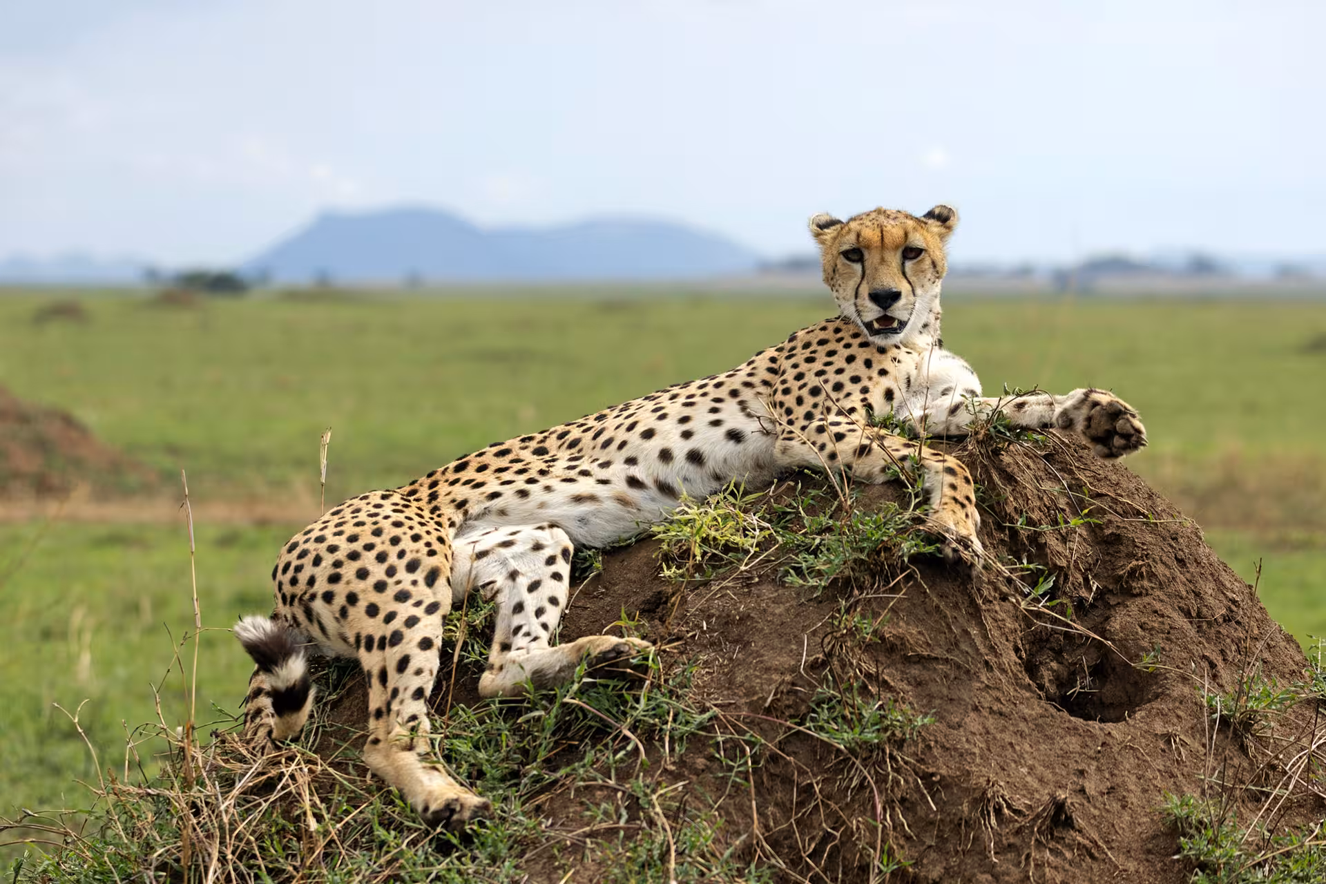 Serengeti wildlife Tanzania game drive