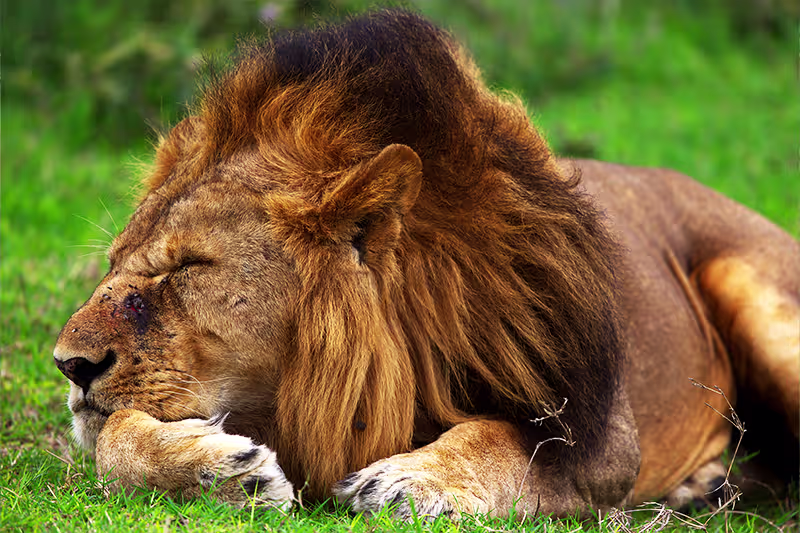 Lions in the Serengeti