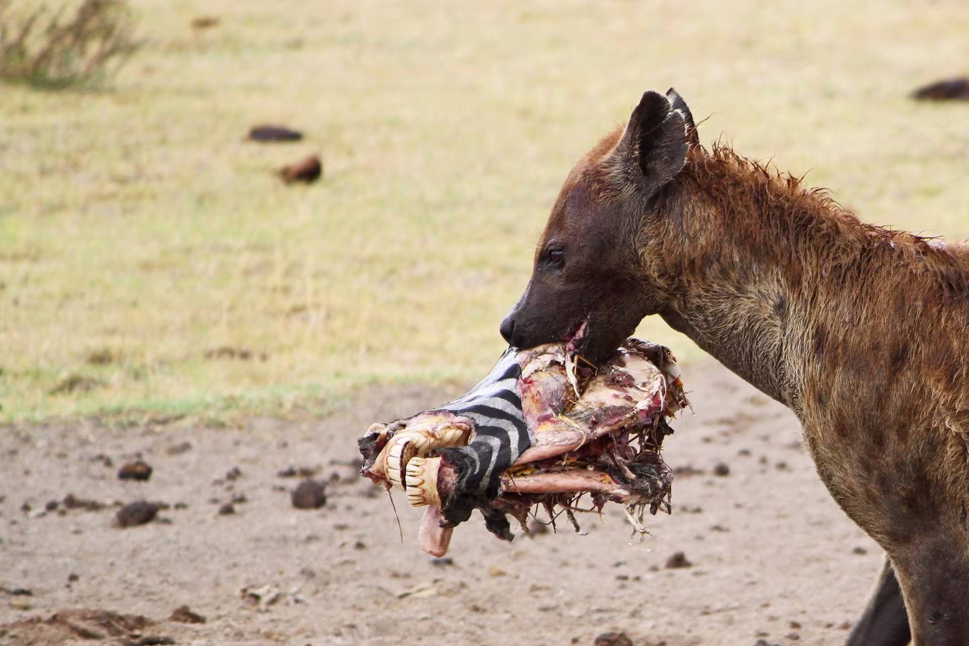 Ngorongoro Crater game drive Tanzania Big Five