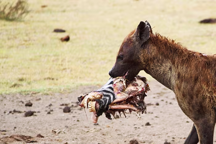 Ngorongoro Crater day trip