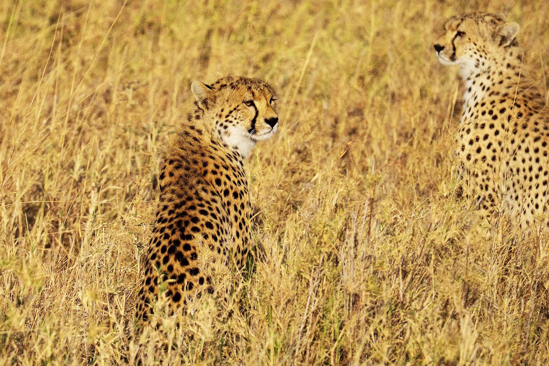 Safari game drive in Ngorongoro Crater Tanzania
